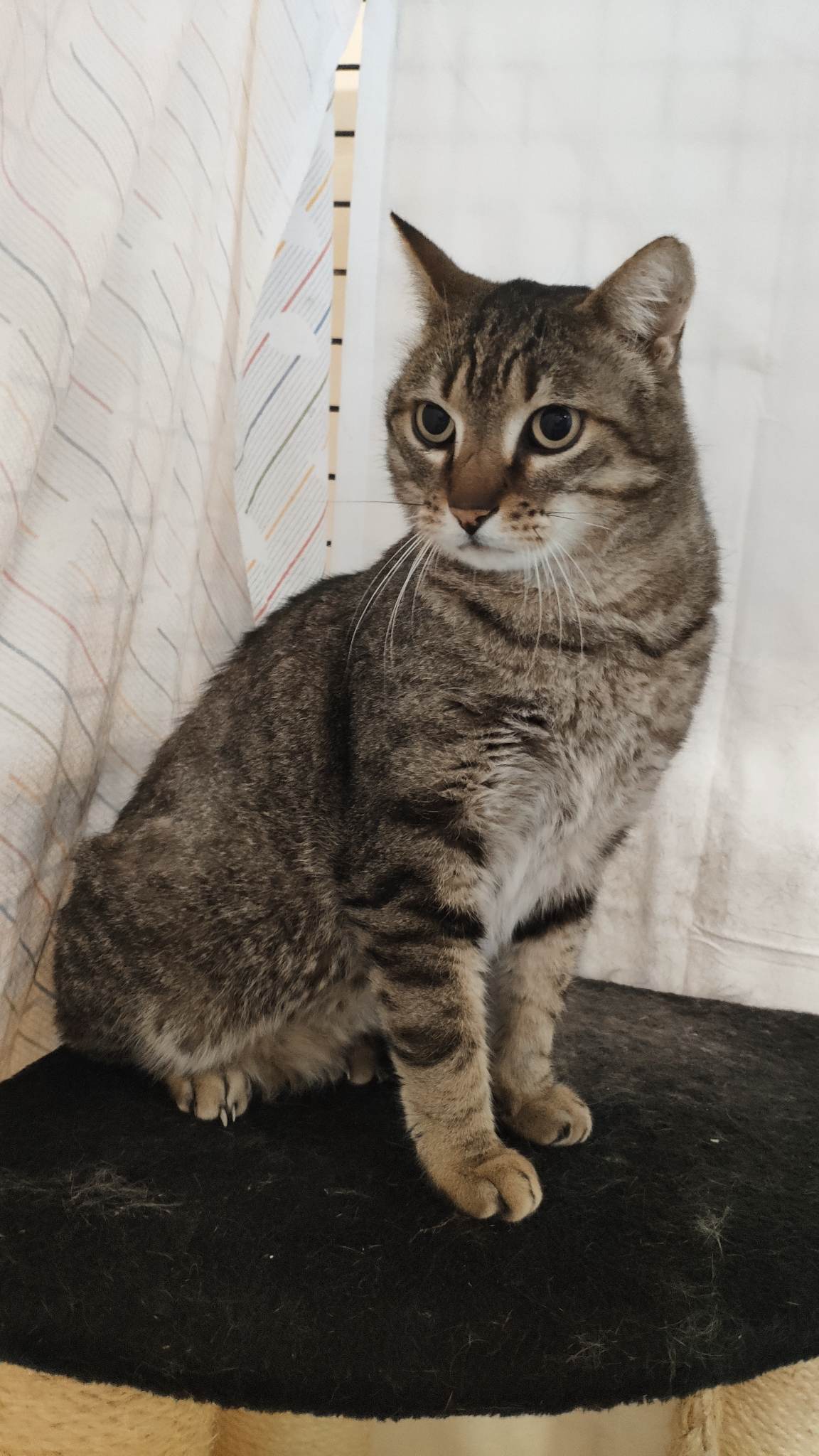 Misou
