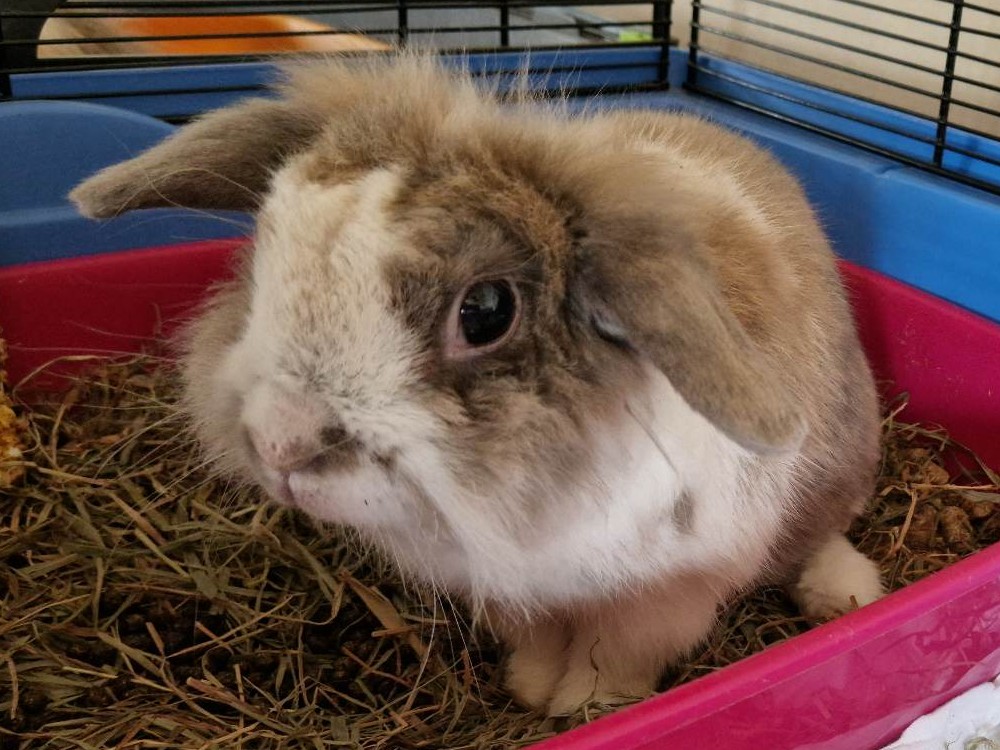 Coco