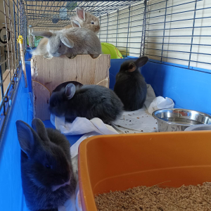 Les bébés lapins (5 petits)