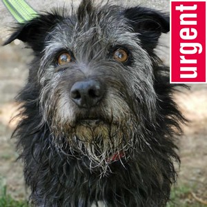  urgent - NIGLO et ( HEROS  adopté) - terrier 9 ans (6 ans de refuge) - SLPA à Amance (54) Niglo-une