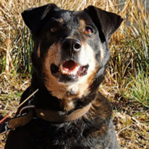 GARRY - x beauceron 11 ans (10 ans de refuge)  SLPA à Amance (54) Garry300x300