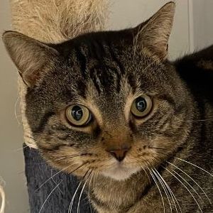 SOS pour MIYAZAKI FIV+ · 2 ans ·