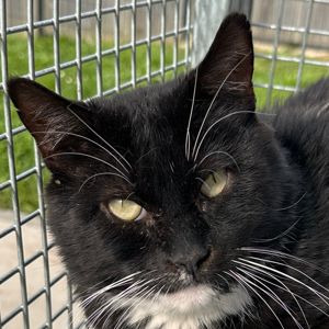 Morgan – FIV+