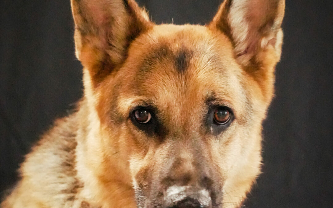Fenrir