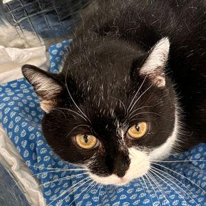 Alcor – FIV+