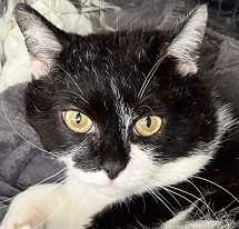 Alcor – FIV+