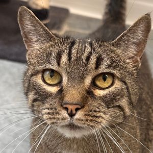 Boubou – FIV+/Doyen