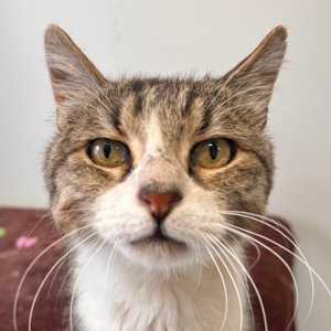 Basil – FiV +