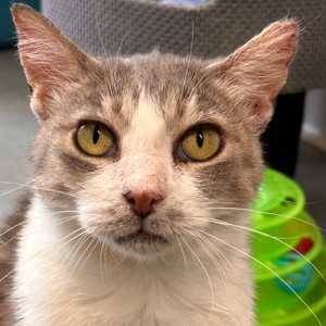 Ida – FiV +