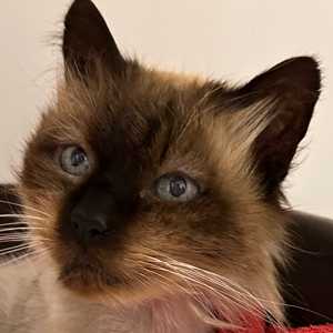 Mimosa – FiV +