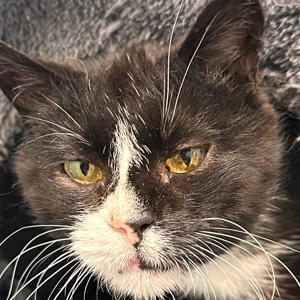 Astéria – FiV +