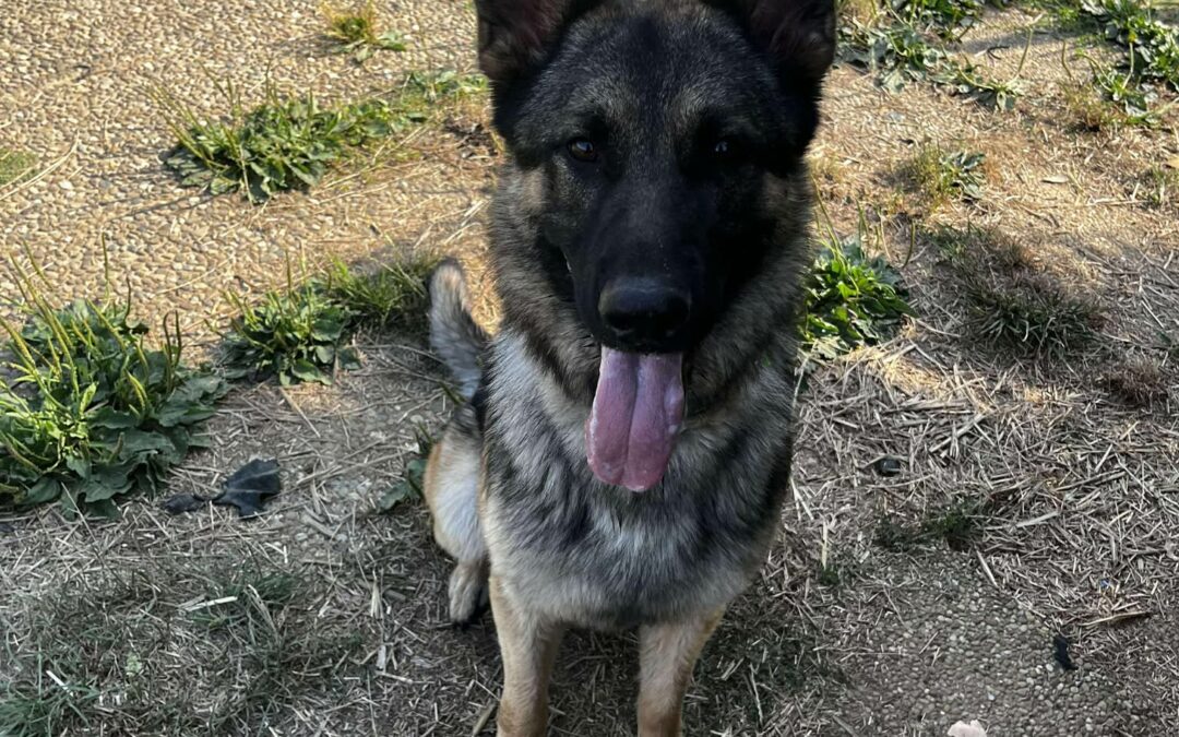 Ares