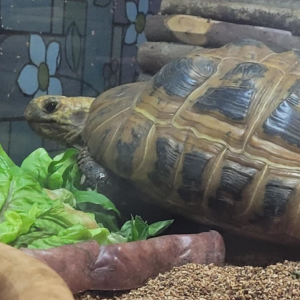 Michelangelo
