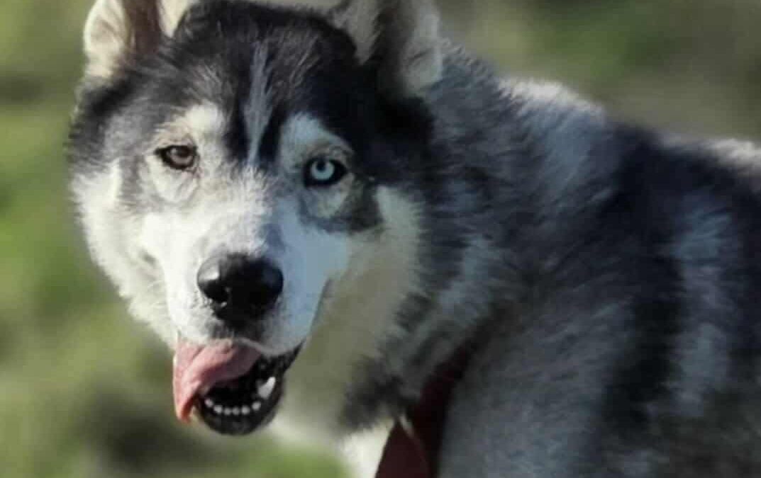 Neiko