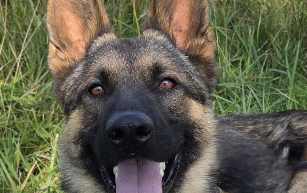Ares