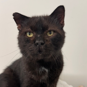 Azrael – SOS – FIV + – Doyen