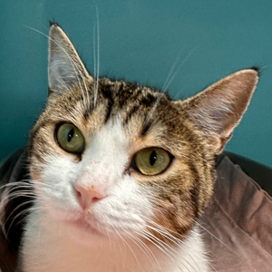 Kora