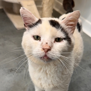 Lumi – FiV +