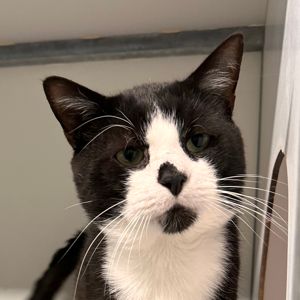 Buzz – FiV +