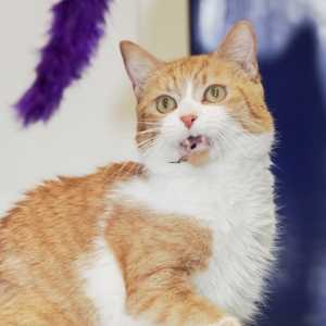 Adam – FiV + – Doyen