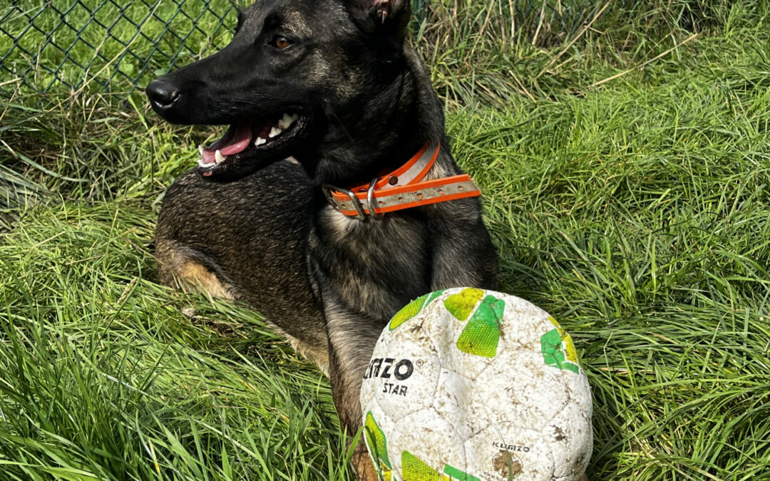 Stella