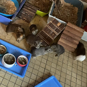 Nos 16 cochons d&rsquo;Inde