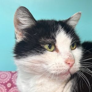 Moucha – FIV + – Doyen