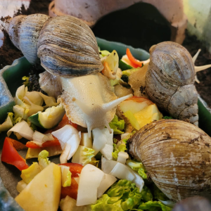 Nos escargots africains