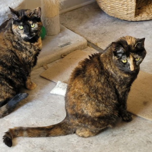 Fivette et Fibula