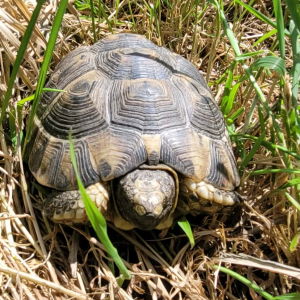 Tortue graeca