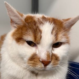 Philibert