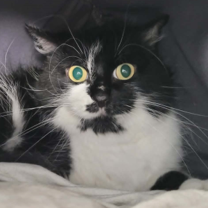 Lila