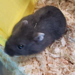 Plof