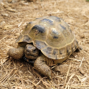 Tortue graeca