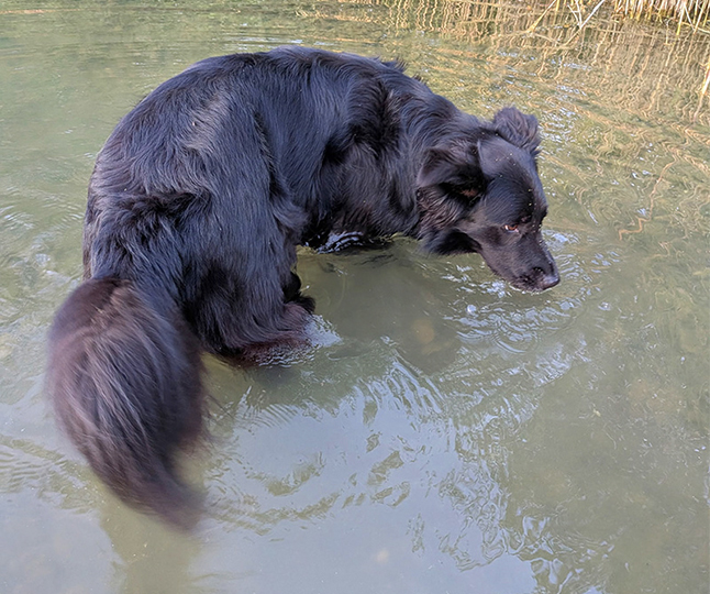 Cyanobactéries : un danger estival à connaître pour protéger nos chiens