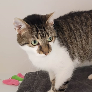 Moumousse