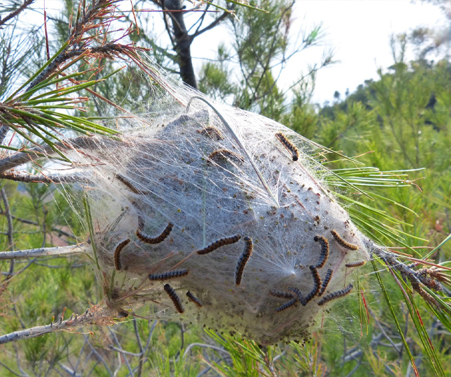 Les chenilles processionnaires : un danger pour nos animaux